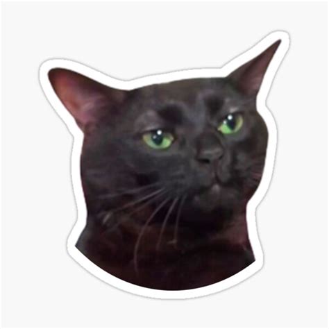 black cat meme face|happy black cat meme.